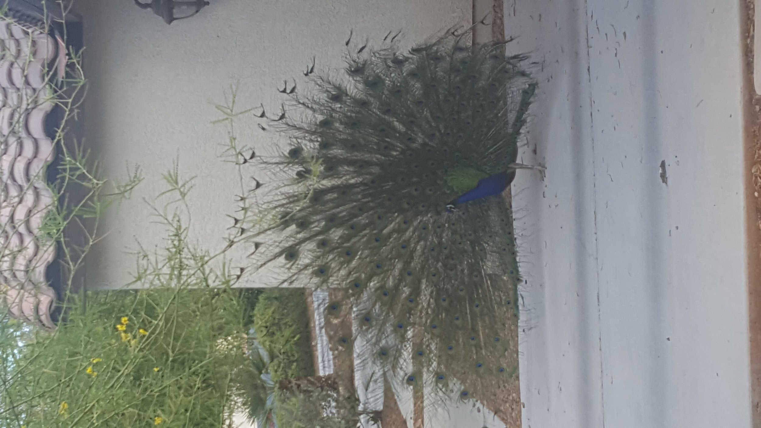 20180615_170209.jpg