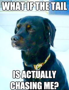 39ca8061e0cebd8b6ec1648cf2de7aee--what-if-dog-stuff.jpg