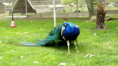 965667A4-4B5B-424F-B2BE-5512F1F1898B.gif