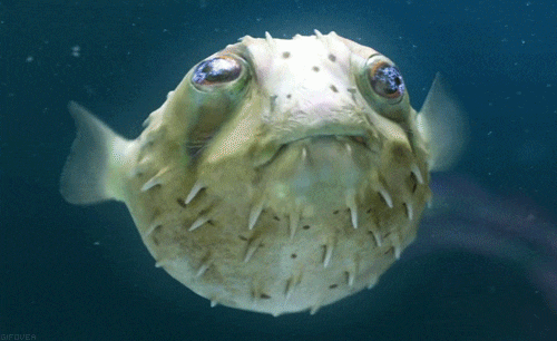 99056C49-F0F7-4E74-822F-AD2C545240C9.gif