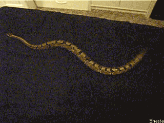 B729AB9F-F124-4F48-BA57-C18CABF7D974.gif
