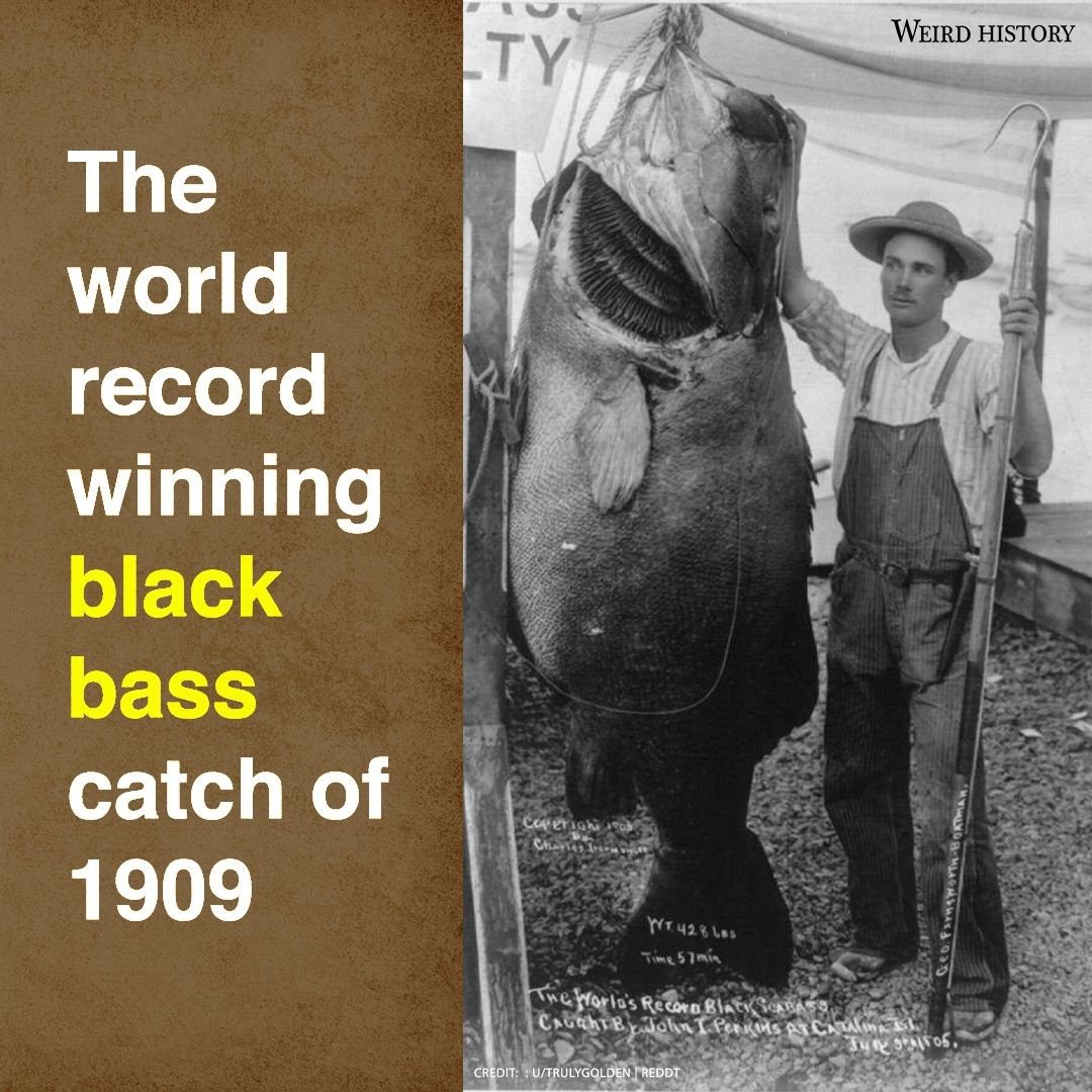 bass.jpg