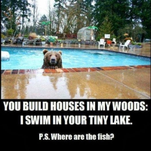 bear home.jpg