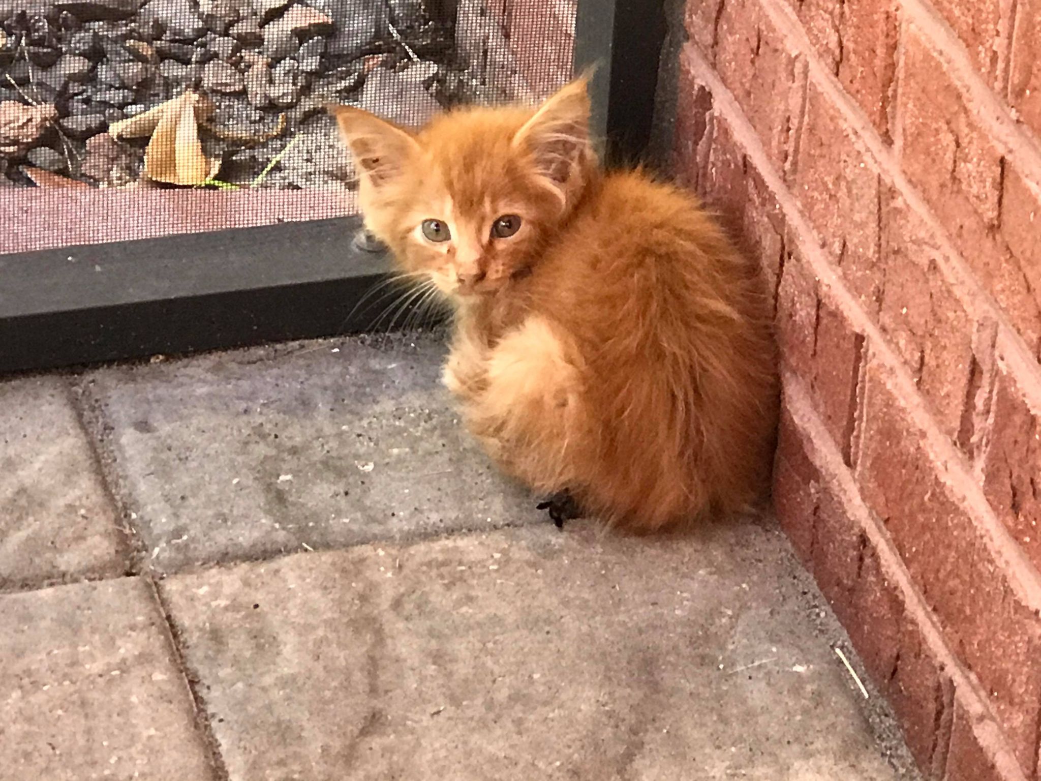 cat.jpg