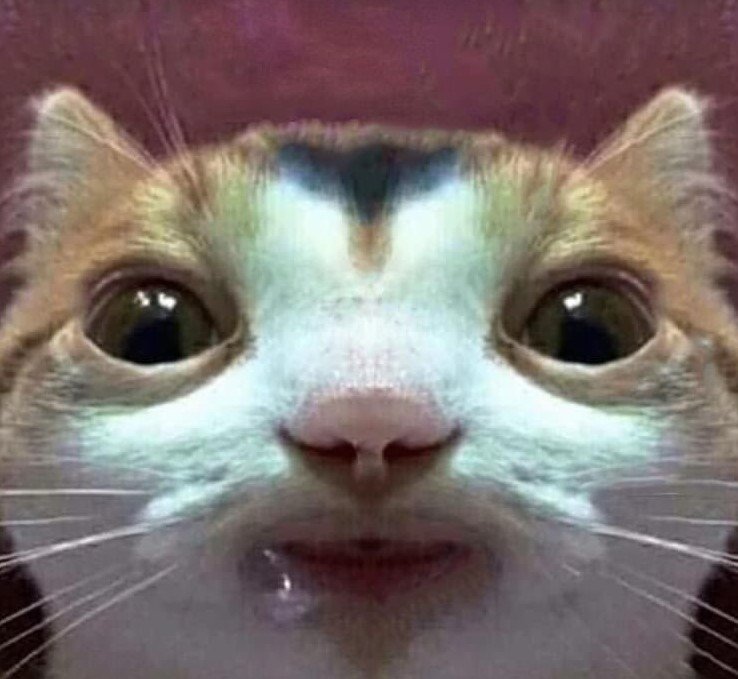 cat.jpg