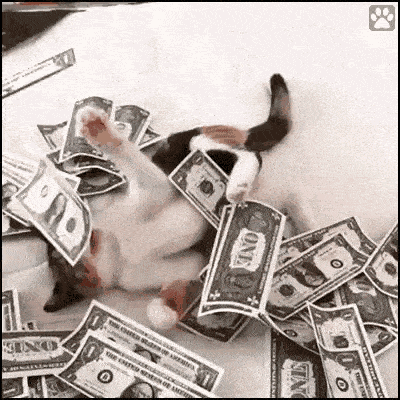 cat-mewo.gif