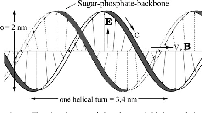 cell dna helical turn.png