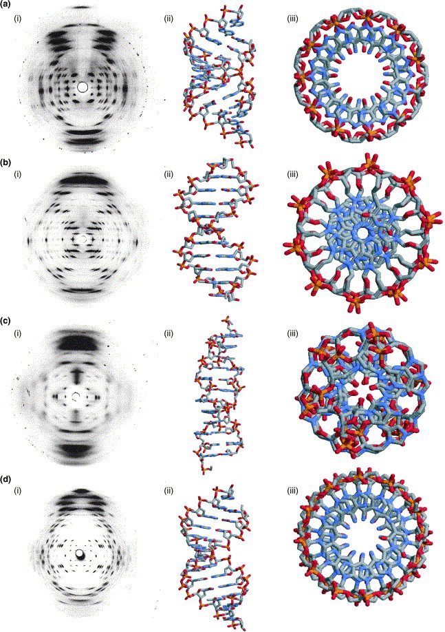 dna cross section.jpg