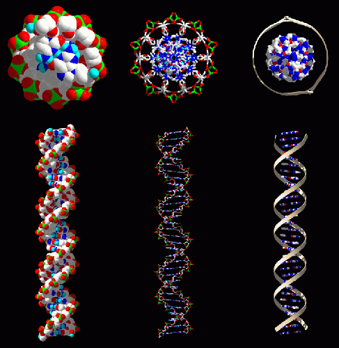 dna cross section2.gif
