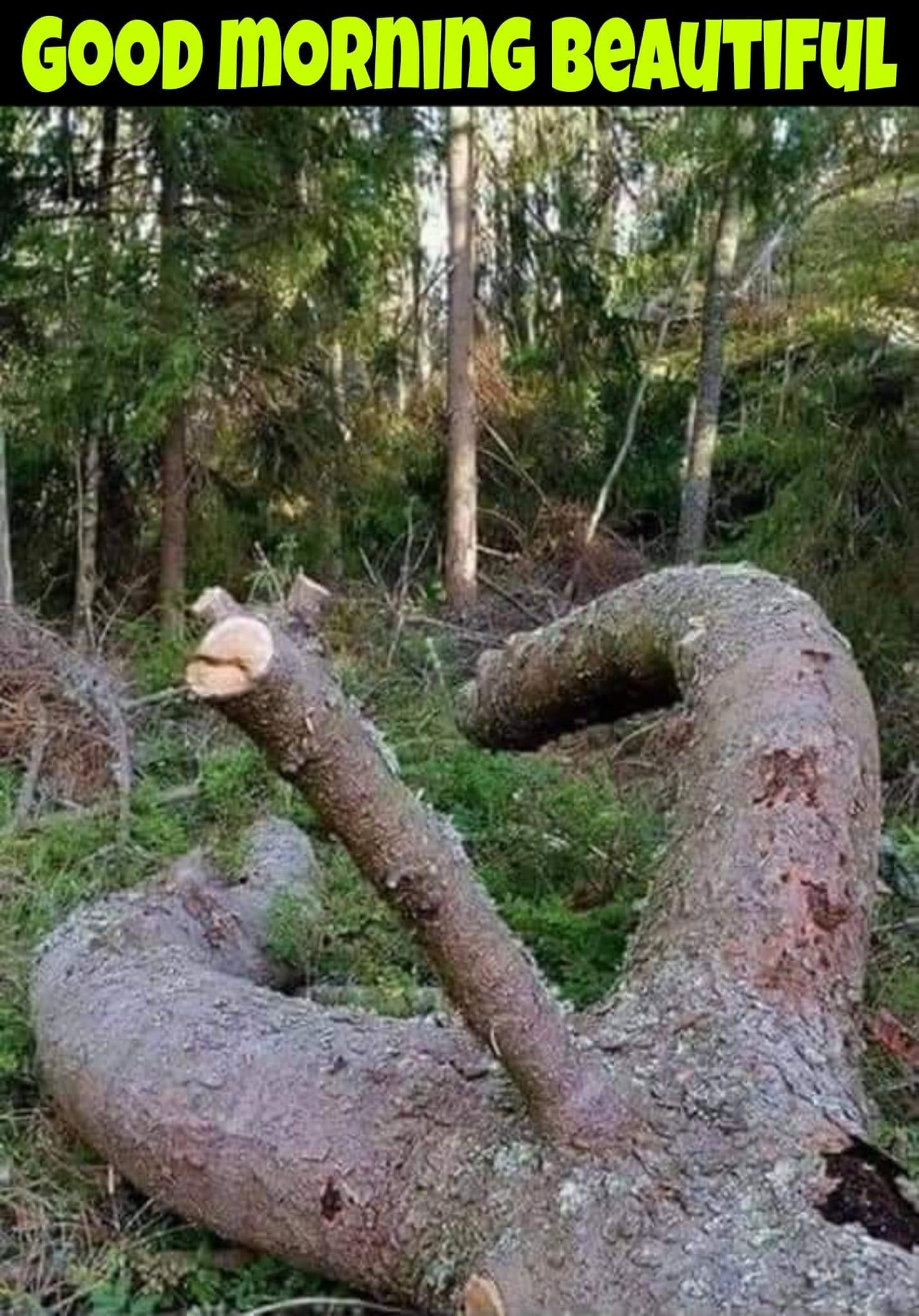 43362