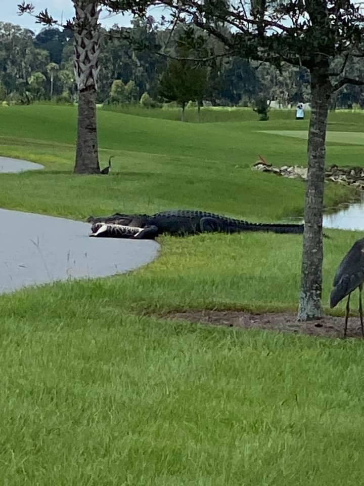 gator.jpg