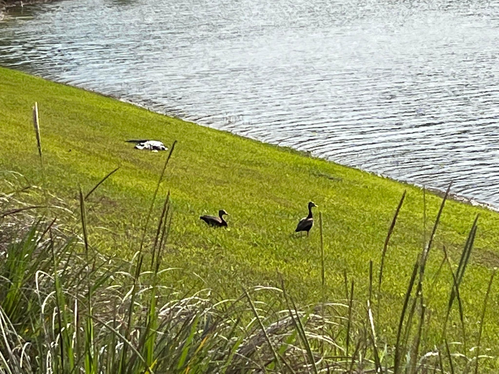 gator.jpg