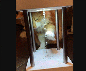 IMG_2653.gif