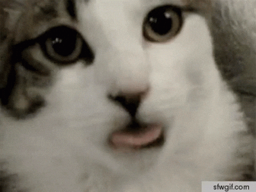 IMG_9512.gif