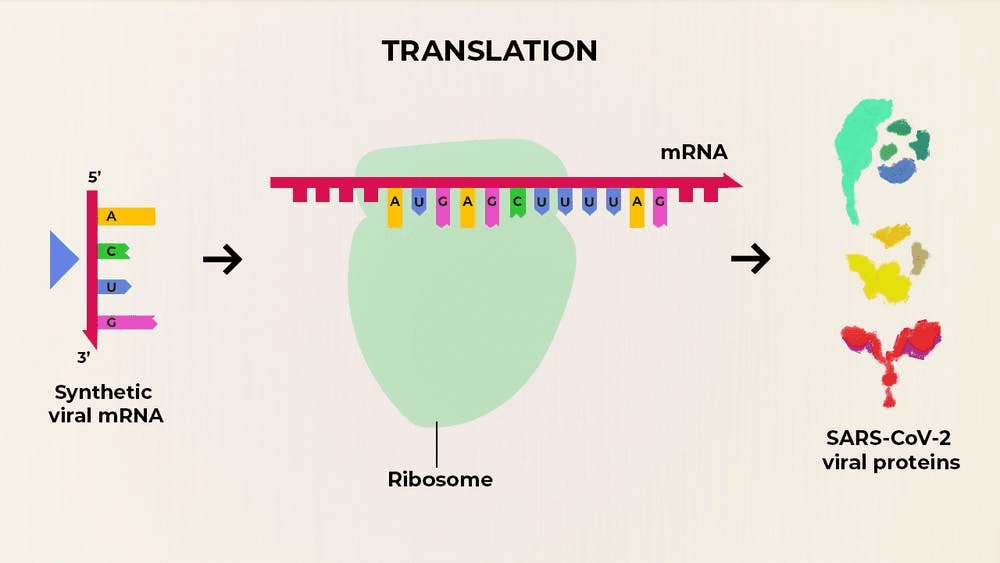MRNA translation.png