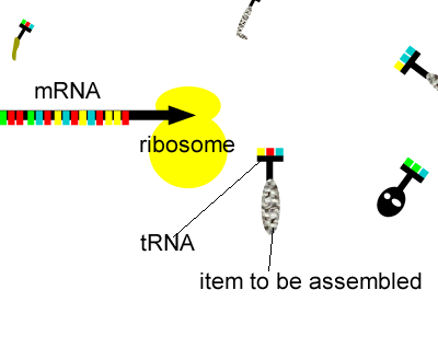 reading ribosomes.gif