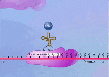 reading ribosomes2.gif