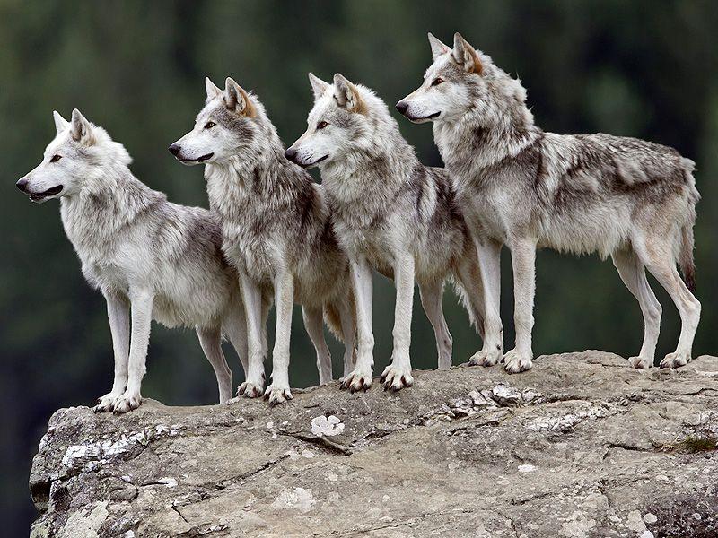 wolfpack-800-59415a3f29644d919c0eda625cea4c9d.jpg