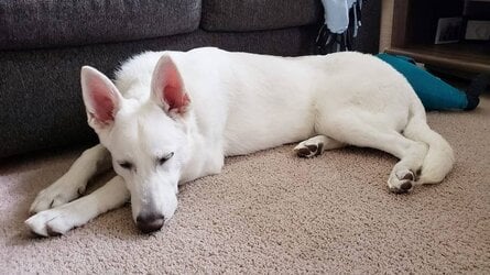 GSD.jpg