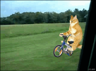 image.gif