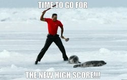 Seals.jpg