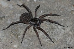Wolf_Spider_(Hogna_carolinensis).JPG