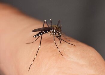 the-effect-of-an-insect-bite-can-range-from-mild-irritation-to-a-serious-disease.jpg
