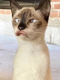 durh.jpg