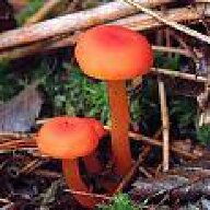luv2shrOOm