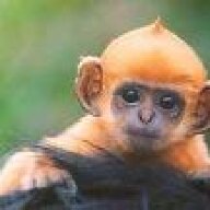 Spider Monkey