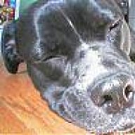 PitBull