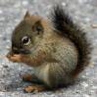 a squirrel