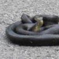 bigblacksnake