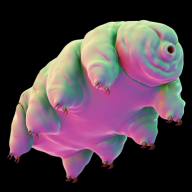 Water Bear