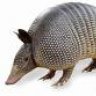 rusty_armadillo