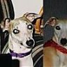 2whippets