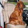 Houndog101