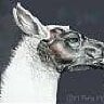 llamabox