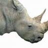 rhinoky
