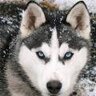 wolfmansnake