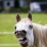 RagingBull