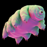 Water Bear