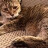 TheGoldenCheetah