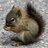 a squirrel