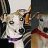 2whippets