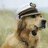Sailor Dog