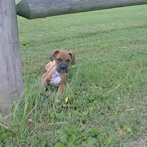 tyson
