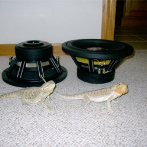 HX2lizards_copy