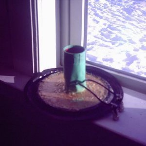 coil atached to cone