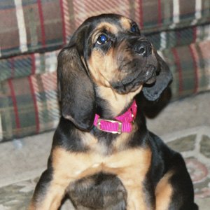 Our dog